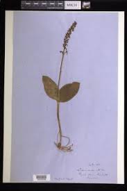 Attēlu rezultāti vaicājumam “Listera ovata flower”