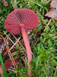 Attēlu rezultāti vaicājumam “Cortinarius sanguineus”