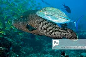 Image result for Caranx melampygus