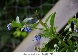 Attēlu rezultāti vaicājumam “Symphytum asperum flower”
