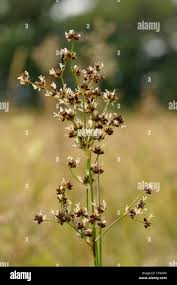 Attēlu rezultāti vaicājumam “Juncus articulatus”