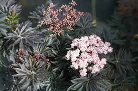 Attēlu rezultāti vaicājumam “Sambucus nigra flower”