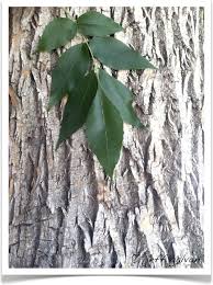 Attēlu rezultāti vaicājumam “Fraxinus pennsylvanica leaf”