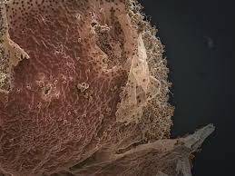 Attēlu rezultāti vaicājumam “Lamproderma pseudomaculatum stalked”