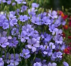 Attēlu rezultāti vaicājumam “Silene viscaria fruit”