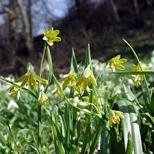 Attēlu rezultāti vaicājumam “Gagea lutea”