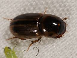 Attēlu rezultāti vaicājumam “Aphodius sp.”