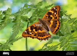 Attēlu rezultāti vaicājumam “Apatura ilia”