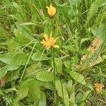 Attēlu rezultāti vaicājumam “Crepis paludosa leaf”