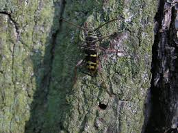 Attēlu rezultāti vaicājumam “Plagionotus detritus”