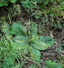 Attēlu rezultāti vaicājumam “Coleosporium sp.”