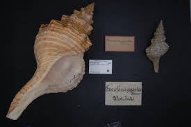 Image result for Triplofusus giganteus