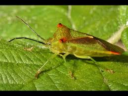 Attēlu rezultāti vaicājumam “Acanthosoma haemorrhoidale”