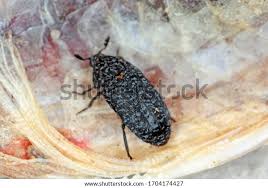 Attēlu rezultāti vaicājumam “Dermestes murinus”