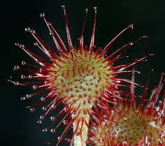 Attēlu rezultāti vaicājumam “Drosera rotundifolia”