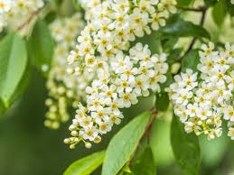 Attēlu rezultāti vaicājumam “Padus avium flower”