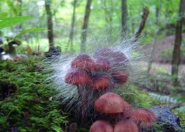 Attēlu rezultāti vaicājumam “Spinellus fusiger”