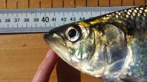 Image result for Alosa mediocris