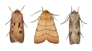 Attēlu rezultāti vaicājumam “Colostygia pectinataria male”