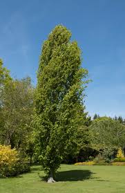 Attēlu rezultāti vaicājumam “Fagus sylvatica leaf”