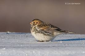 Image result for Calcarius lapponicus