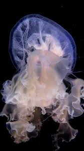 Image result for Phacellophora camtschatica