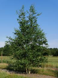 Attēlu rezultāti vaicājumam “Betula”