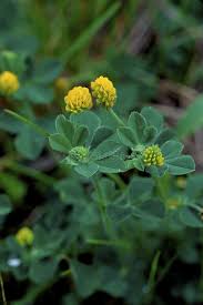 Attēlu rezultāti vaicājumam “Medicago lupulina bud”