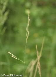 Attēlu rezultāti vaicājumam “Festuca rubra subsp. rubra”