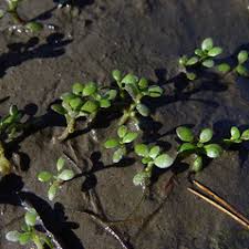 Attēlu rezultāti vaicājumam “Elatinaceae”