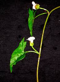 Attēlu rezultāti vaicājumam “Calystegia inflata leaf”