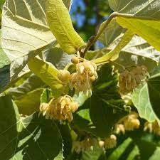 Attēlu rezultāti vaicājumam “Tilia tomentosa leaf”