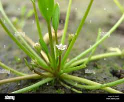 Attēlu rezultāti vaicājumam “Limosella aquatica”