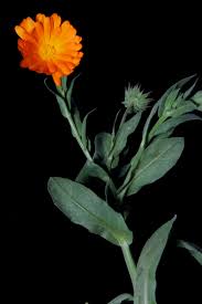 Attēlu rezultāti vaicājumam “Calendula officinalis leaf”