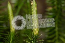 Attēlu rezultāti vaicājumam “Lycopodium annotinum”