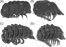 Attēlu rezultāti vaicājumam “Strongylosoma pallipes”