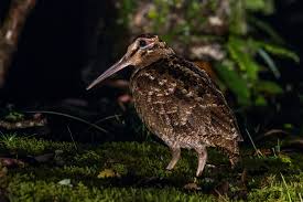 Attēlu rezultāti vaicājumam “Scolopax rusticola juvenile”