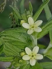 Attēlu rezultāti vaicājumam “Lithospermum officinale”