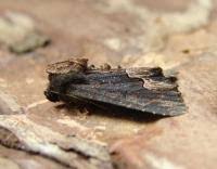 Attēlu rezultāti vaicājumam “Dypterygia scabriuscula”