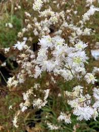 Image result for Lychnis flos-cuculi