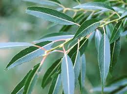 Attēlu rezultāti vaicājumam “Salix x fragilis”