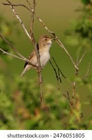 Attēlu rezultāti vaicājumam “Hippolais caligata adult”