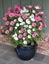 Image result for Lavatera trimestris
