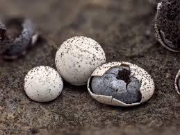 Attēlu rezultāti vaicājumam “Diderma testaceum spores”