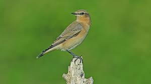 Attēlu rezultāti vaicājumam “Oenanthe oenanthe female”