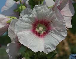 Attēlu rezultāti vaicājumam “Alcea rosea flower”