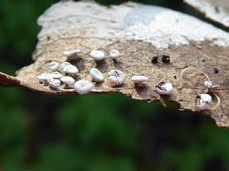 Attēlu rezultāti vaicājumam “Diderma hemisphaericum macro”