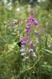 Attēlu rezultāti vaicājumam “Lathyrus sylvestris bud”