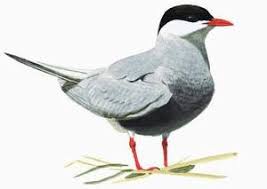 Attēlu rezultāti vaicājumam “Chlidonias hybrida adult”