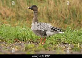 Attēlu rezultāti vaicājumam “Anser serrirostris adult”